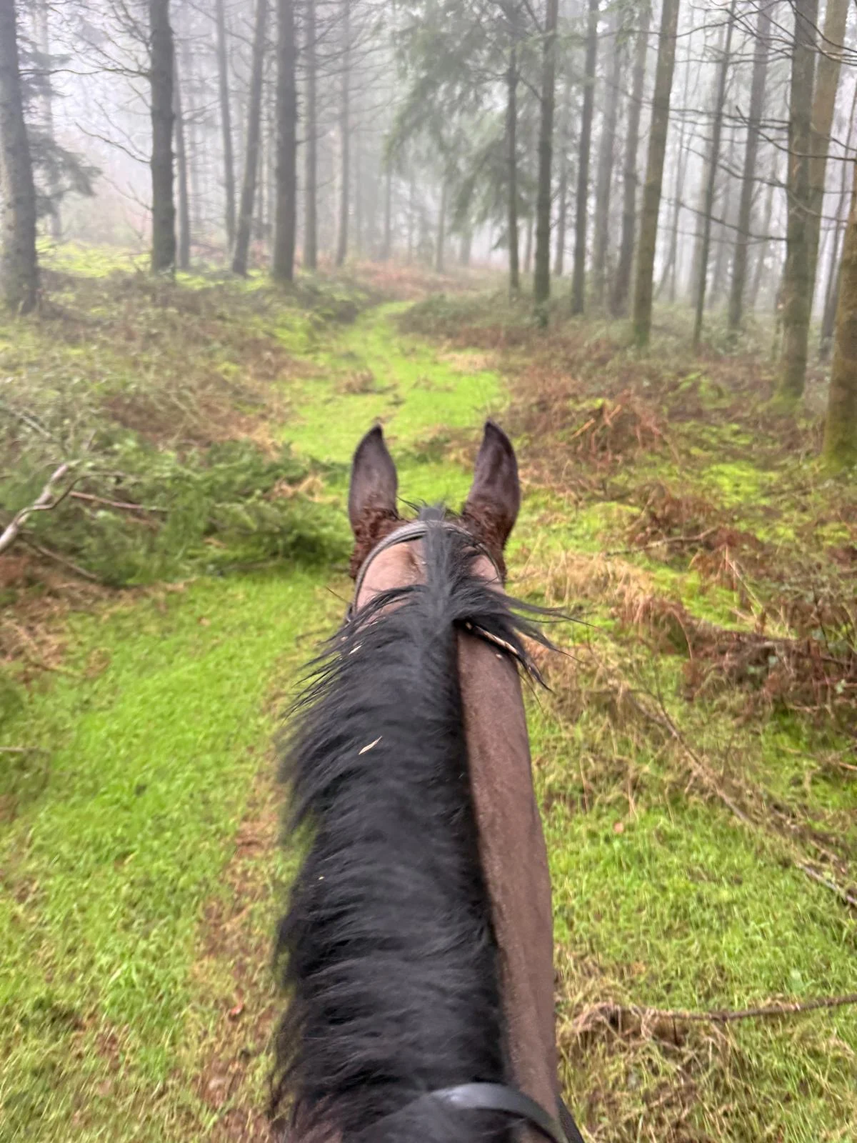 A horse on a countryside ride with views over Herefordshire